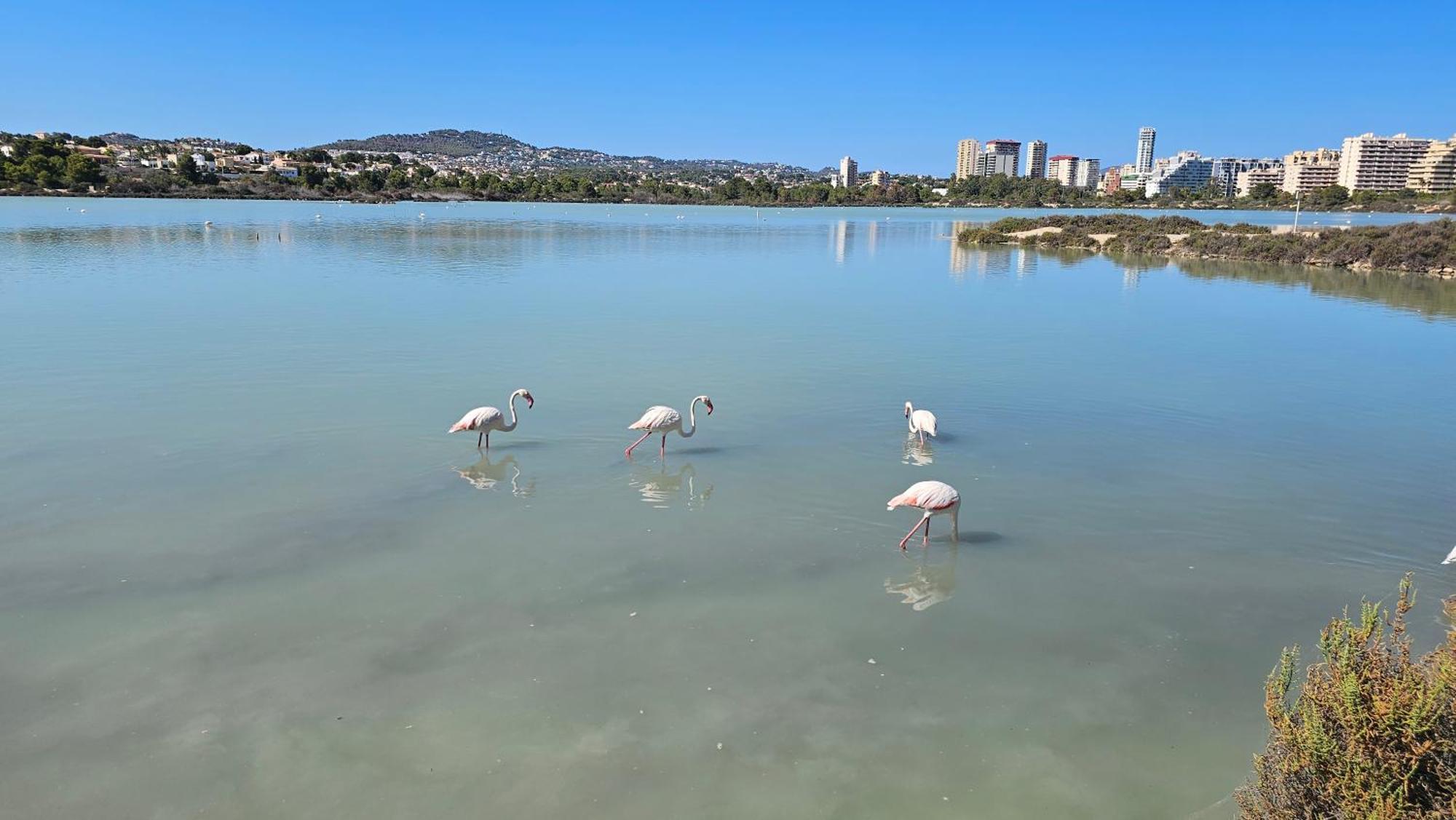 Apartamentos Esmeralda 111B Calpe Eksteriør billede